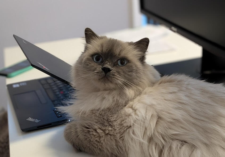 This is Banjo
